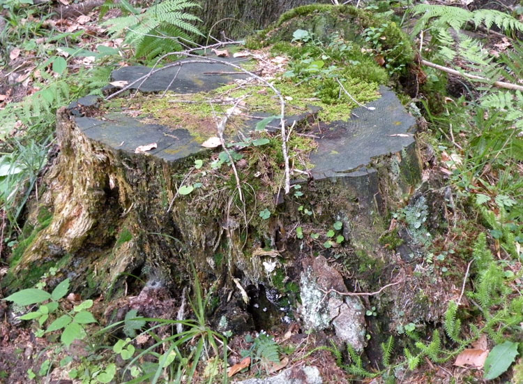 Lobaria virens?